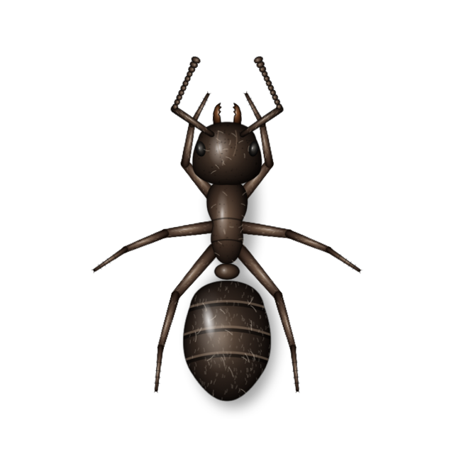 Ant specimen