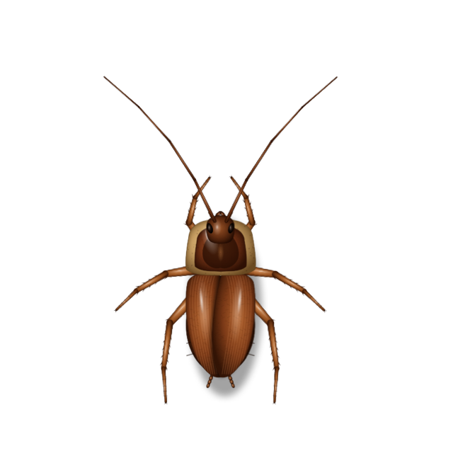 Cockroach specimen