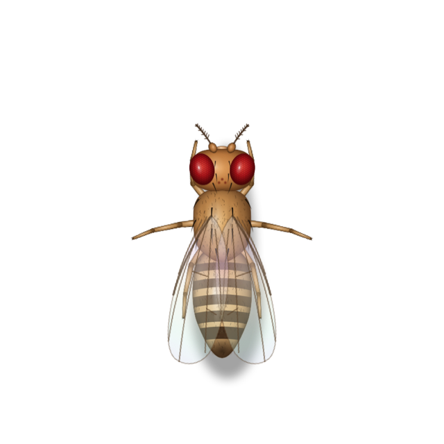 Fruit fly specimen