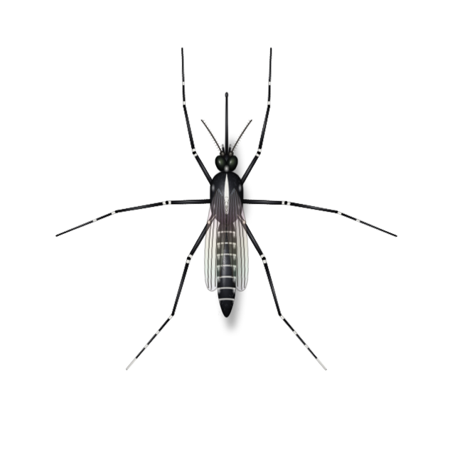 Mosquito specimen