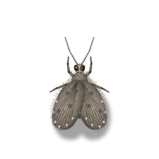 Moth fly specimen
